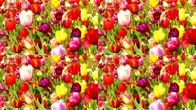 彩色郁金香领域花朵盛开花开万物生长鲜花绽