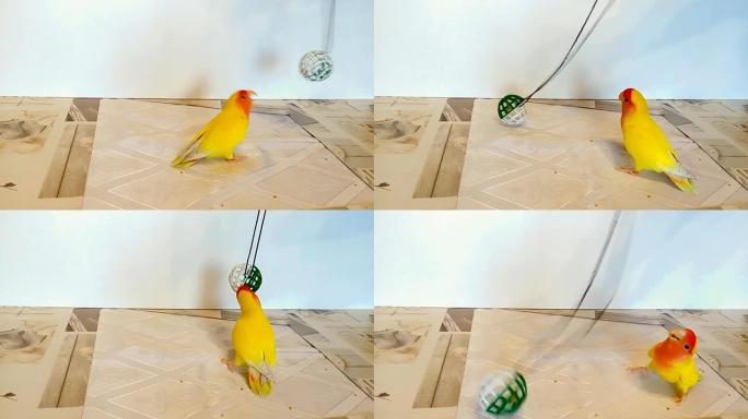 美丽的快乐鹦鹉宠物用它的喙捕捉并追逐它最喜欢的玩具。有趣的淘气的爱情鸟鹦鹉玩得很开心。