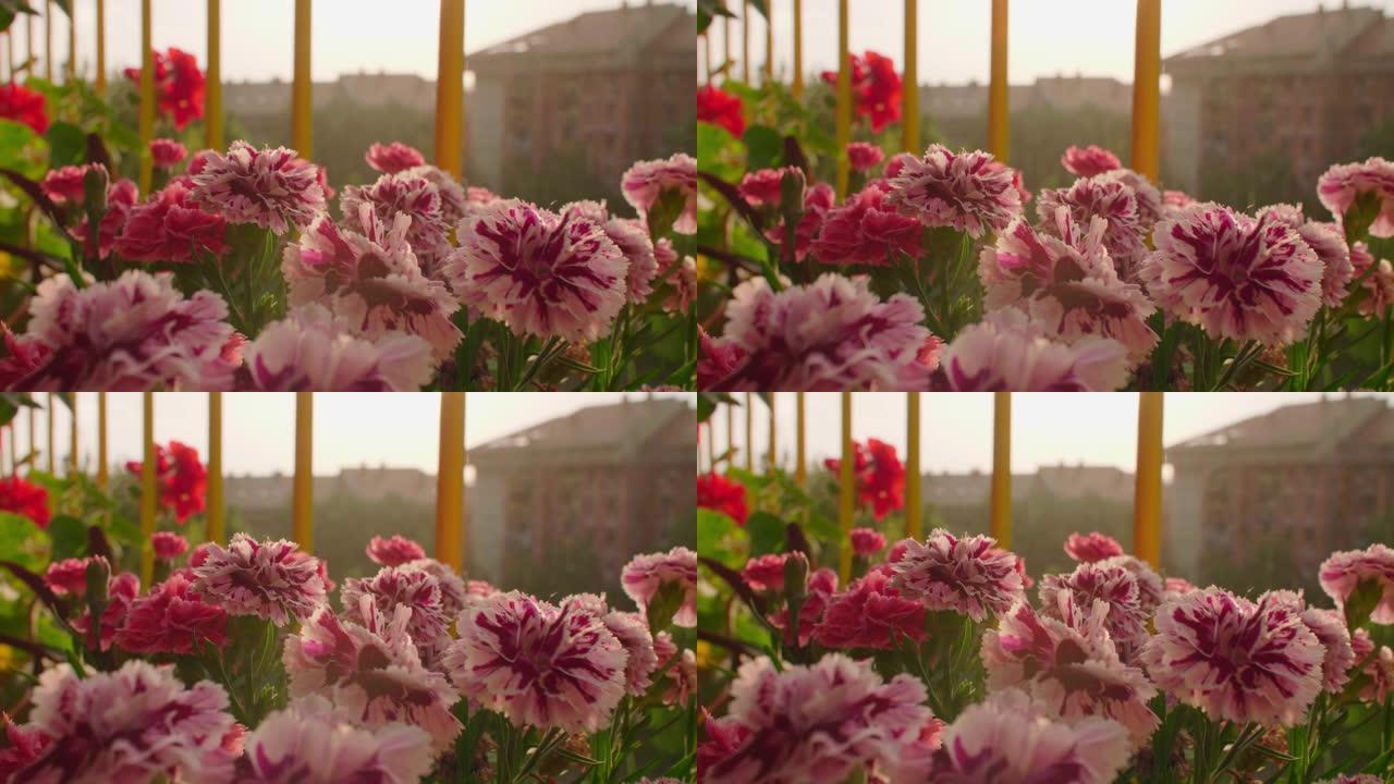 多雨的日落阳台上美丽的绽放的康乃馨花。