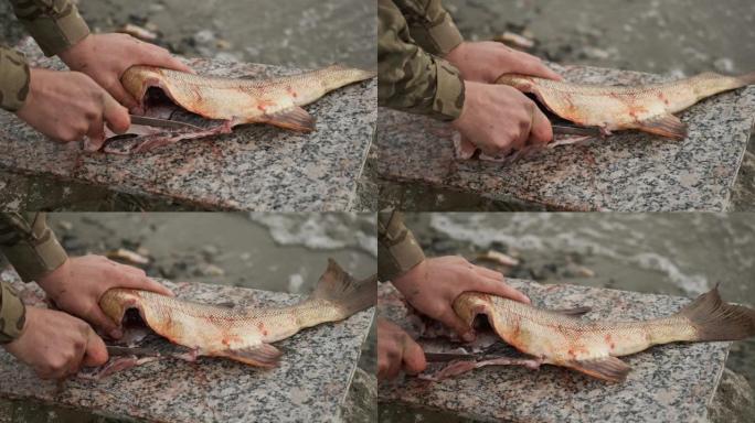 男性渔夫用刀子在靠近水的石头上切开大鱼