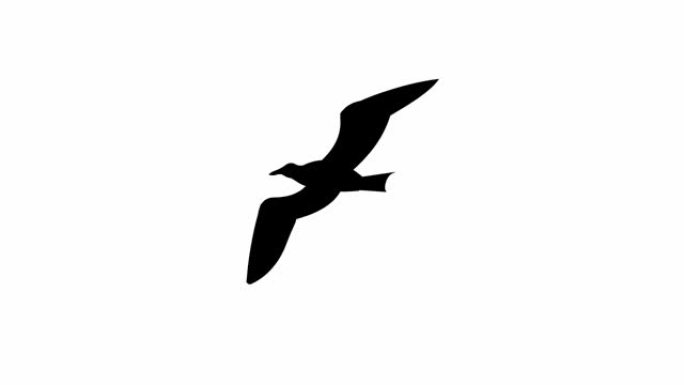 海鸥飞行 (无缝循环动画)