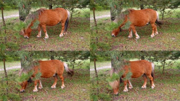 一只年轻漂亮的小马在牧场或马术运动中心的畜栏里吃草，吃杂草丛生的幼草。Prores 422