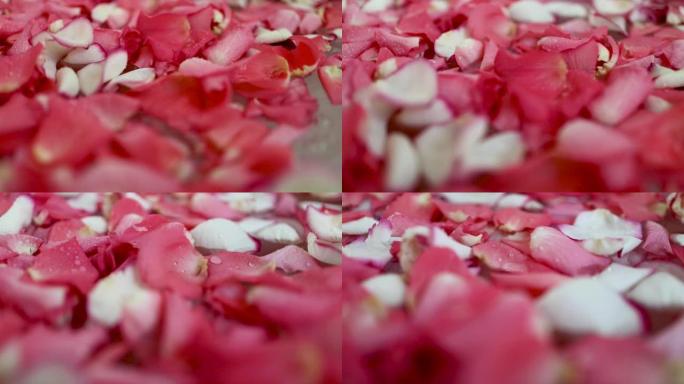 用红色和粉红色的玫瑰花瓣沐浴。
