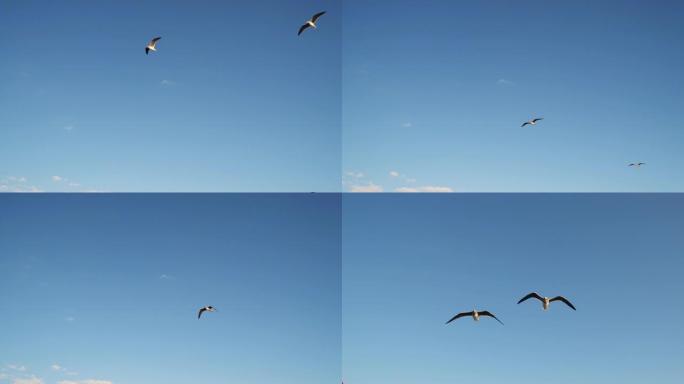 在蓝天背景上飞行的海鸥。
