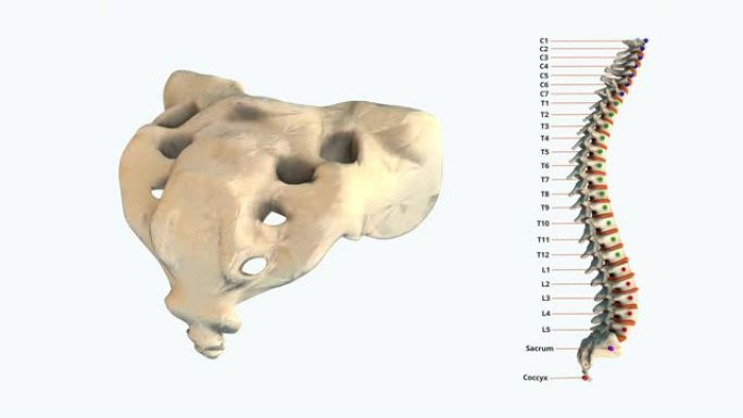 仅人类脊柱的骶骨