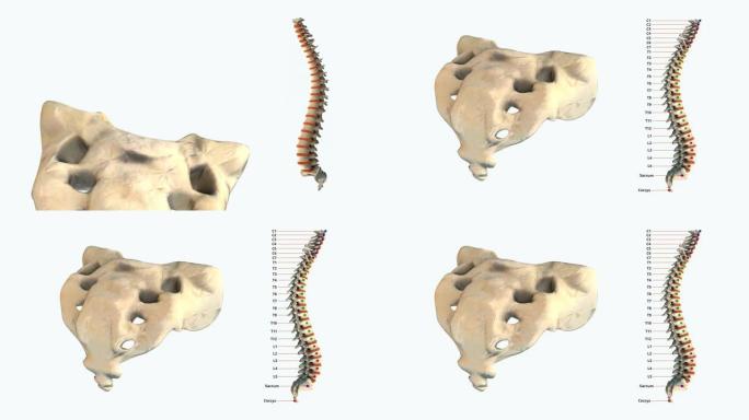仅人类脊柱的骶骨