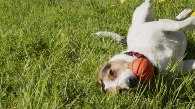 杰克罗素梗通常在草地上打橙色球