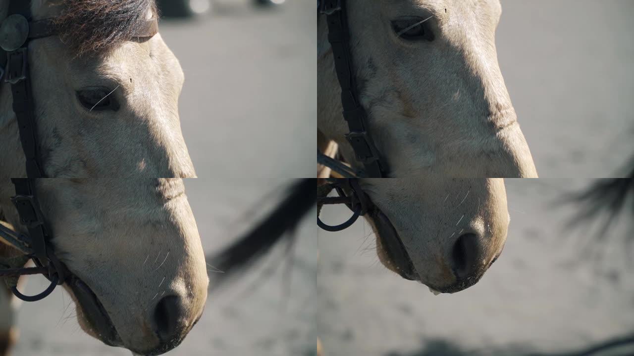 印度尼西亚布罗莫腾格尔的一匹马的极端特写镜头。