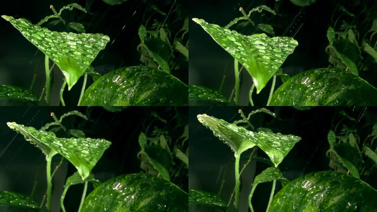 雨滴中的绿叶下雨雨季绿萝