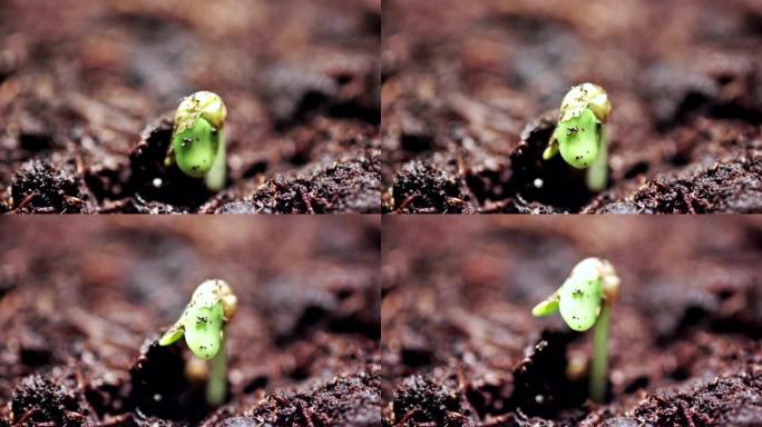温室农业中春季生长植物，小绿芽发芽新生芥菜植物，进化概念