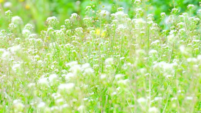 纳兹纳的白花风吹草动小清新风格野草