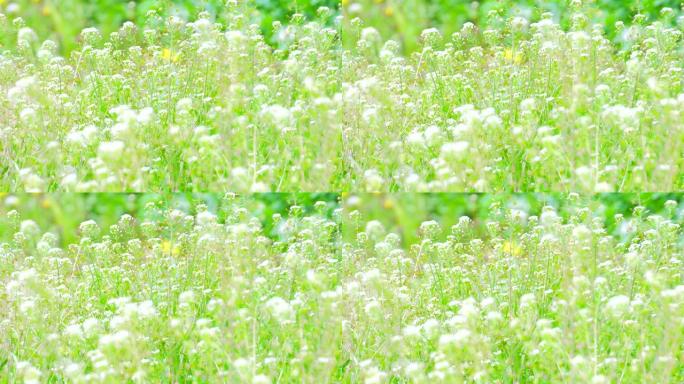 纳兹纳的白花风吹草动小清新风格野草