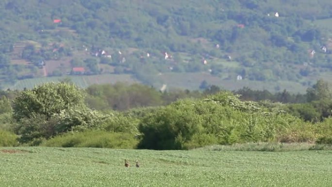 两只兔子在春天的草原上奔跑