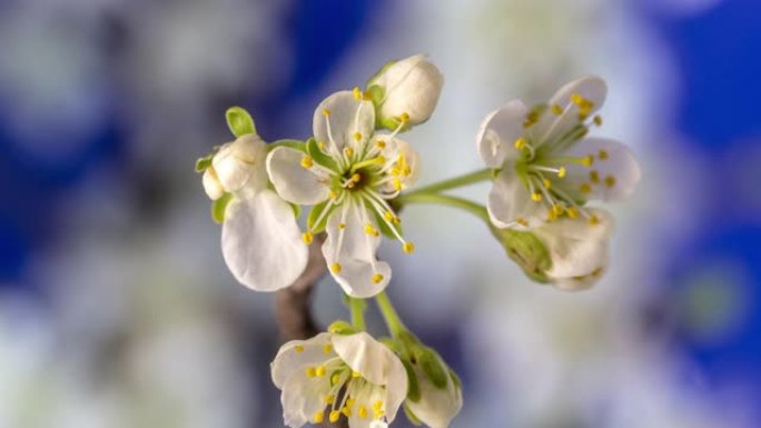 4k梅树花开的时光倒流，并在蓝色背景上生长。盛开的小白梅花。9:16比率的时间流逝。