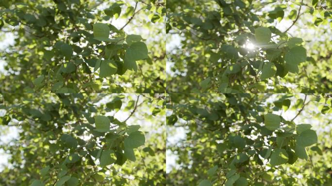 美丽的慢动作背景移动手持拍摄一棵健康的绿色白杨树在日出时在晴朗的蓝天明亮的晴天户外在科罗拉多州高海拔
