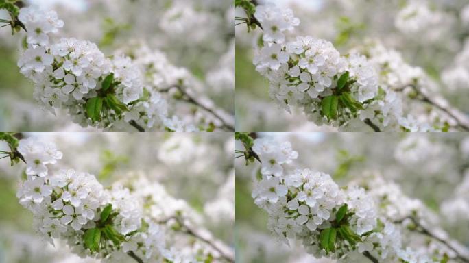 用白花关闭樱桃枝