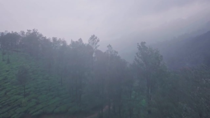 印度山区的迷雾茶园。空中无人机视图