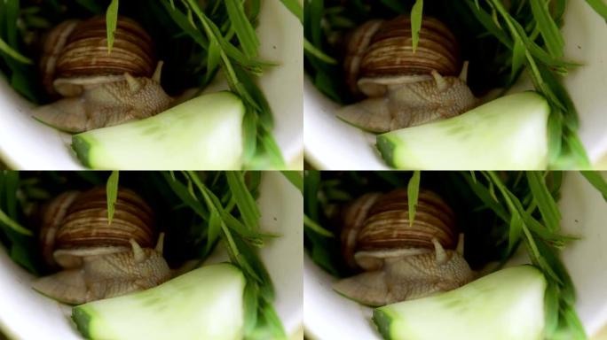 特写蜗牛吃蔬菜。花园蜗牛特写吃绿色黄瓜。