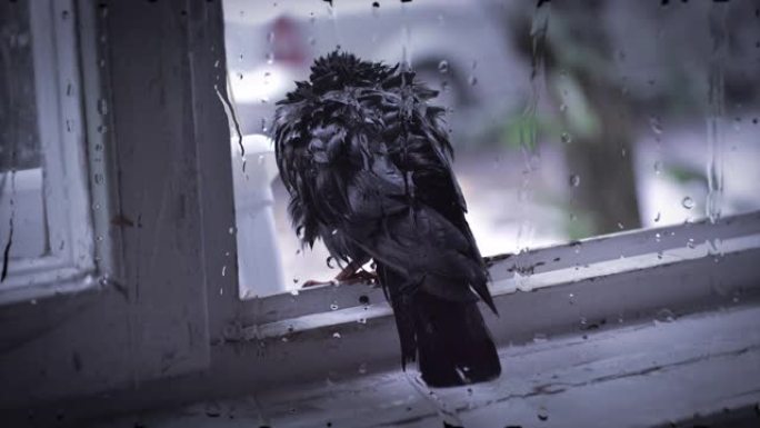 雨天坐在窗台上的湿鸽子
