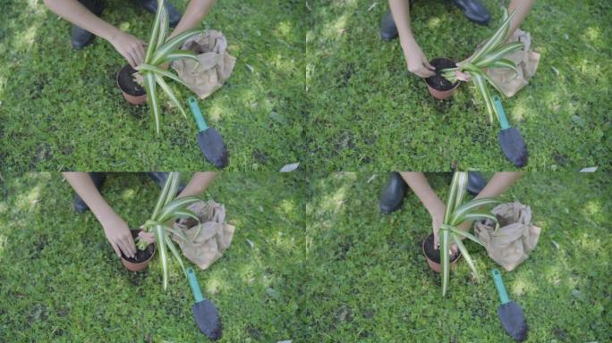 一个孩子要在花盆中移植蜘蛛植物根的细节。从上方观看。绿色复制空间和选择性聚焦。关于如何移植根的逐步说