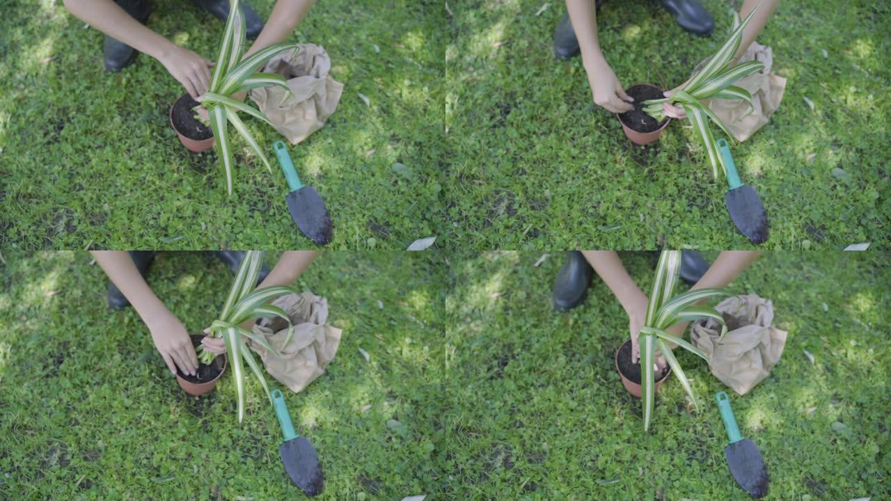 一个孩子要在花盆中移植蜘蛛植物根的细节。从上方观看。绿色复制空间和选择性聚焦。关于如何移植根的逐步说