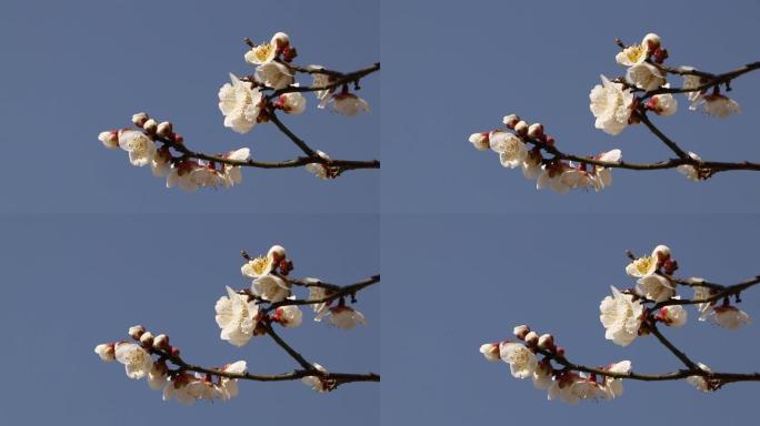 白梅花在春风中摇曳