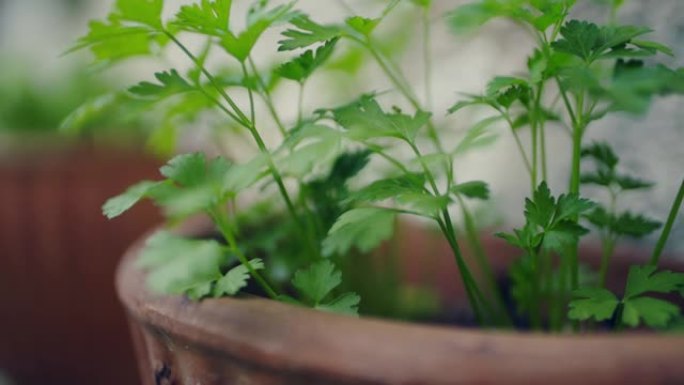 新鲜芳香欧芹锅蔬菜香菜芫荽