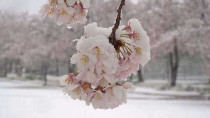东京大雪中的樱花特写。