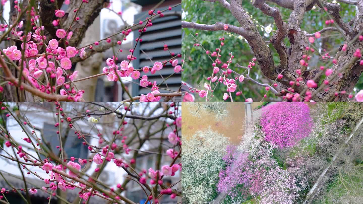 杭州植物园灵峰探梅梅花开了风景视频素材4