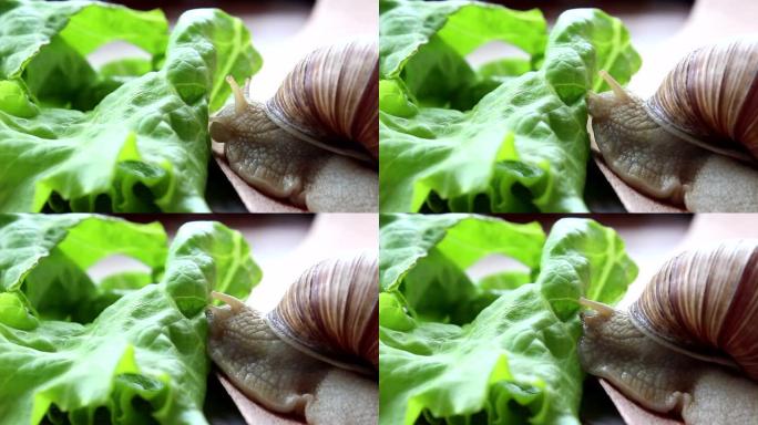 蜗牛吃蔬菜。一种正在吃新鲜莴苣叶的花园蜗牛。关闭一个正在吃绿色沙拉的花园蜗牛。