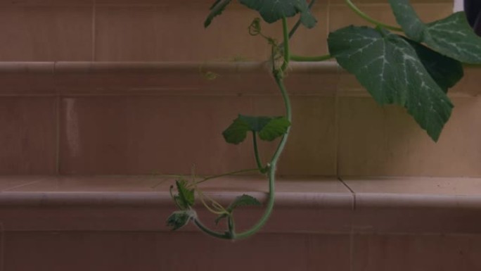 南瓜植物室内南瓜植物室内生长