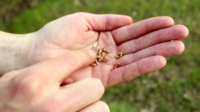 一位农民将麦粒与果壳分开。农学家检查麦穗。一个农民的手将小麦谷物与果壳分离的特写镜头。