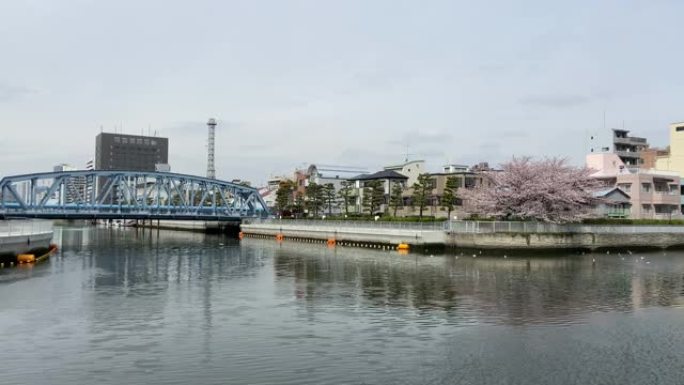 河边樱花，日本东京