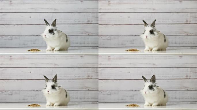 可爱的白色兔子的特写镜头是在木制背景上吃干啮齿动物食物混合物。谷物，种子，豌豆，干菜的平衡饲料。