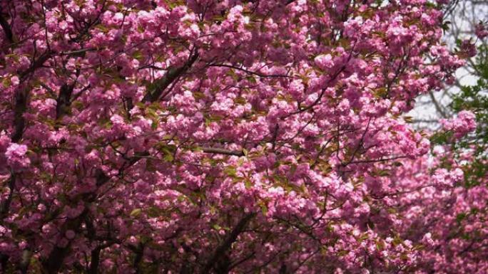 樱花粉色日本樱花甘枝梅风景树