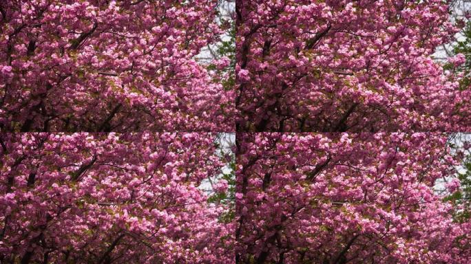 樱花粉色日本樱花甘枝梅风景树