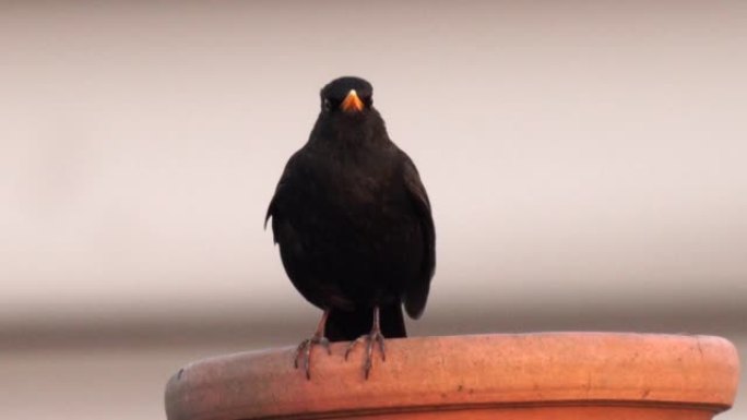 一只黑鸟在城市的烟囱上唱歌，声音清晰清脆