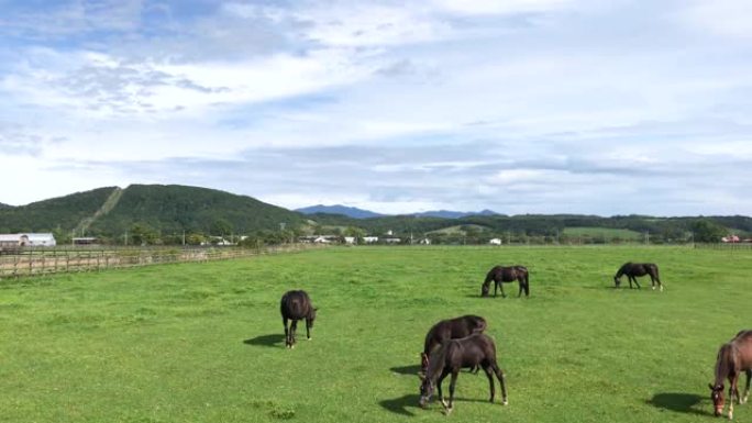 在日本北海道浦川町的牧场上放牧赛马的景色。北海道日高区被称为日本竞赛马匹的生产地。
