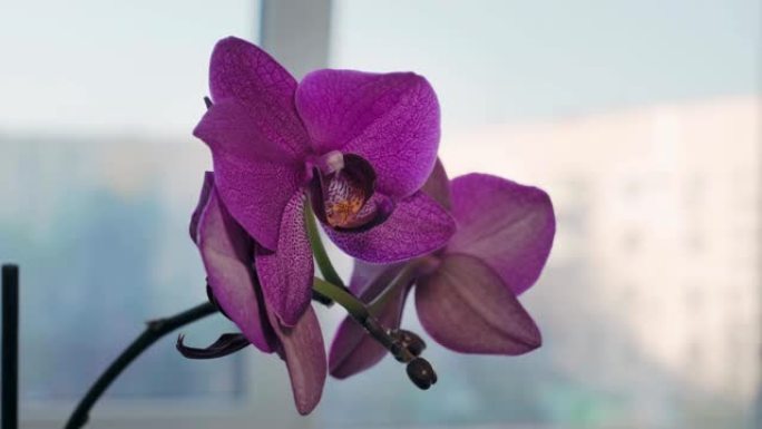 平坦的窗台上华丽的紫色兰花