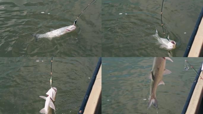 垂钓者以慢动作将掠食性鱼拉到旋转的特写镜头上