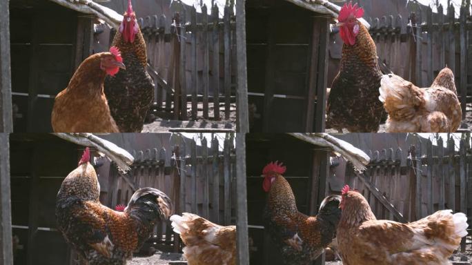 一只鸡和一只公鸡在农场里走来走去