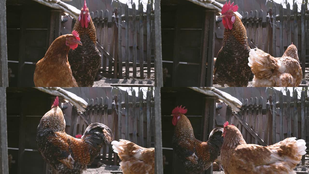 一只鸡和一只公鸡在农场里走来走去