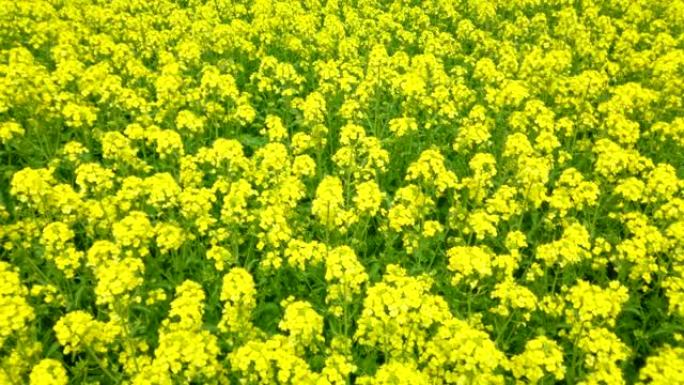 北海道的油菜籽田田园风光春暖花开黄色花簇