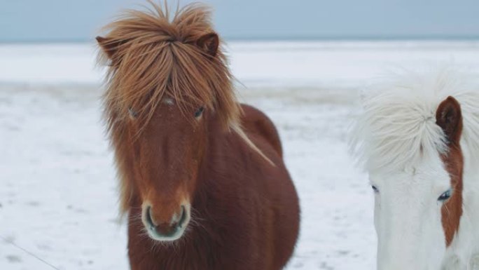 美丽蓬松的冰岛马。冬季令人惊叹的冰岛马，毛茸茸的马适应了坚硬的冰岛气候