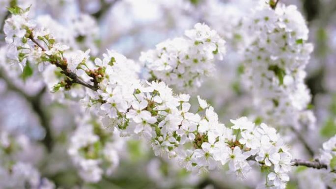 用白花关闭樱桃枝