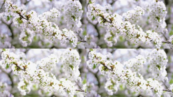 用白花关闭樱桃枝