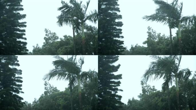 暴雨来了生态自然景色树枝摇曳