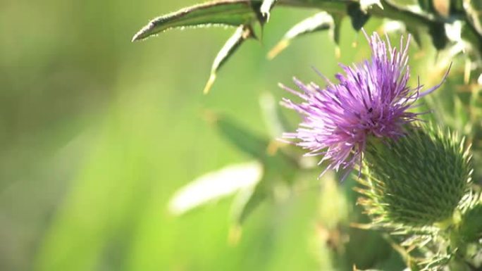 特写长矛蓟 (Cirsium vulgare)