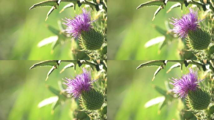 特写长矛蓟 (Cirsium vulgare)