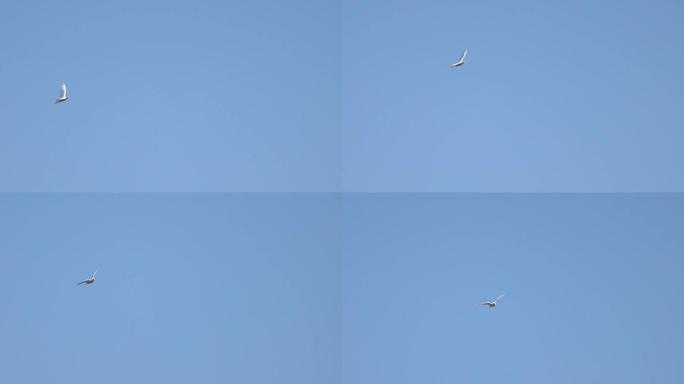 白鸽慢动作飞过天空